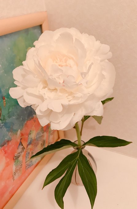 芍薬のtwitterイラスト検索結果 古い順