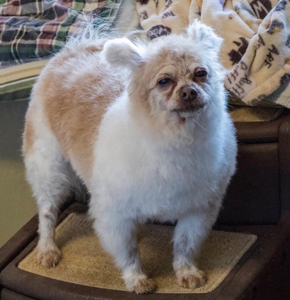 Jewfasa's tweet image. I'll be live at 8am on ole Twitch.tv/jewfasa 

@PlayCrucible is what i'll be getting down on.

I forget where I saw this dog online but it is great.

@InvictaUpdates  #unconquered #Jewfasa #dog