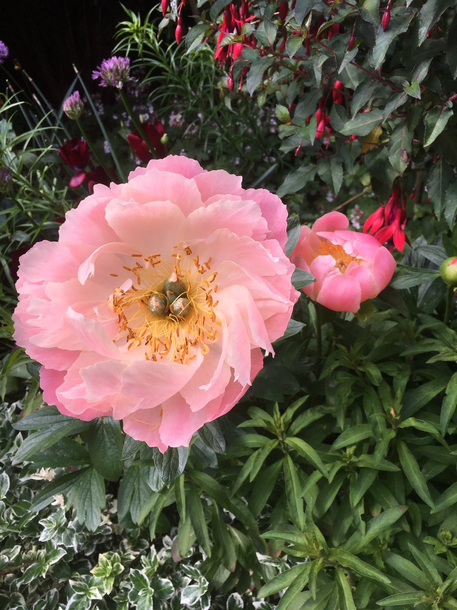 Gentle beauty of the Paony