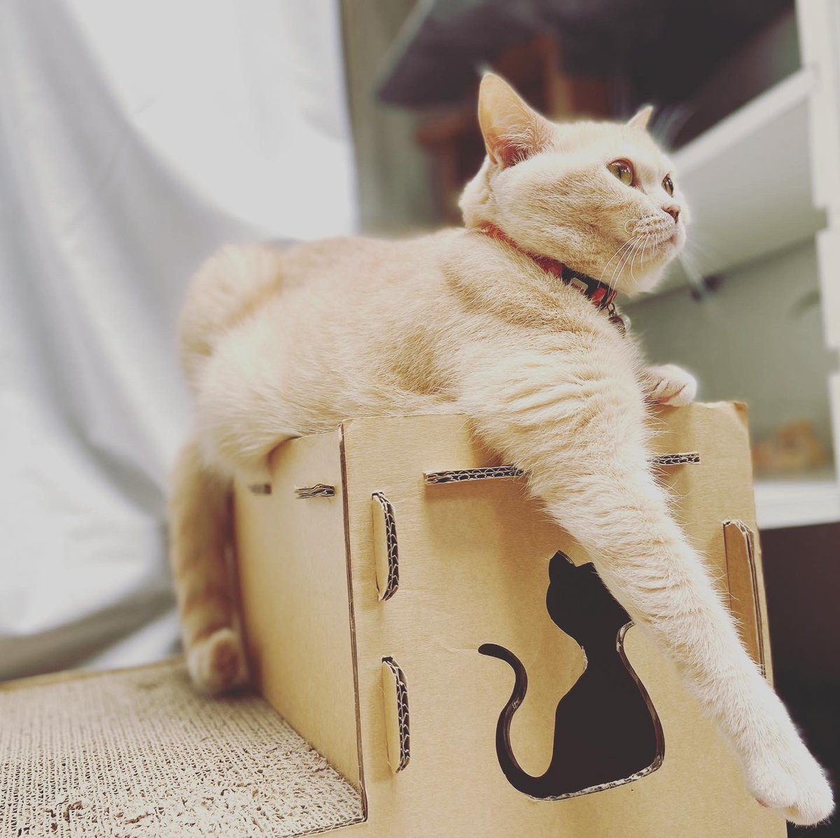 Taroucha1's tweet photo. 5匹の猫と暮らしています
#catstagram #kitten #instacat #catwalk #kittycat #instagramnet #catsagram #cathedral #catsofinstagram #catvalentine #catlover #かわいい猫 #猫スタグラム #猫好きさんと繋がりたい #猫動画 #インスタ猫 #猫大好き #おもしろい猫 #スコティッシュフォールド https://t.co/twZ7KYymPJ