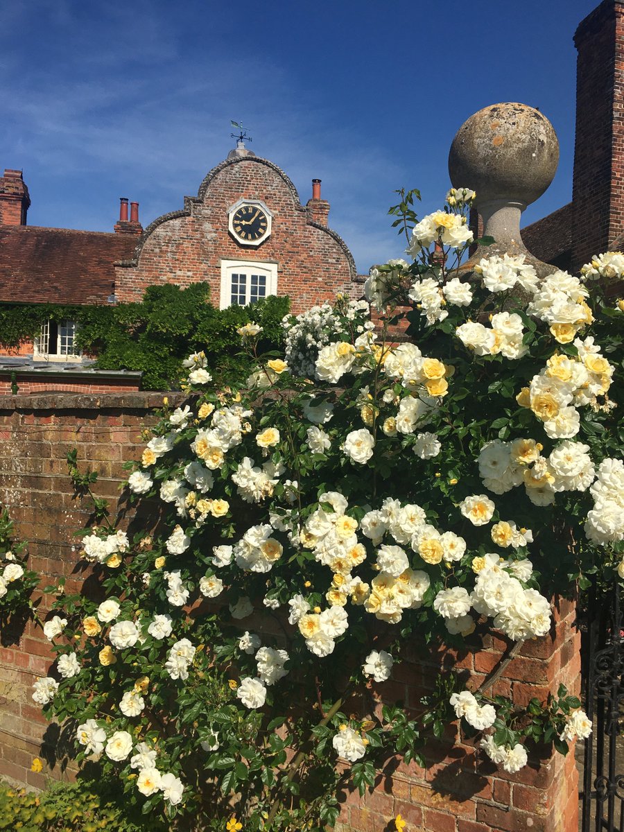The Rose Garden is looking (and smelling) wonderful - although we're crossing our fingers that this week brings us some rain! #GardenOfEngland