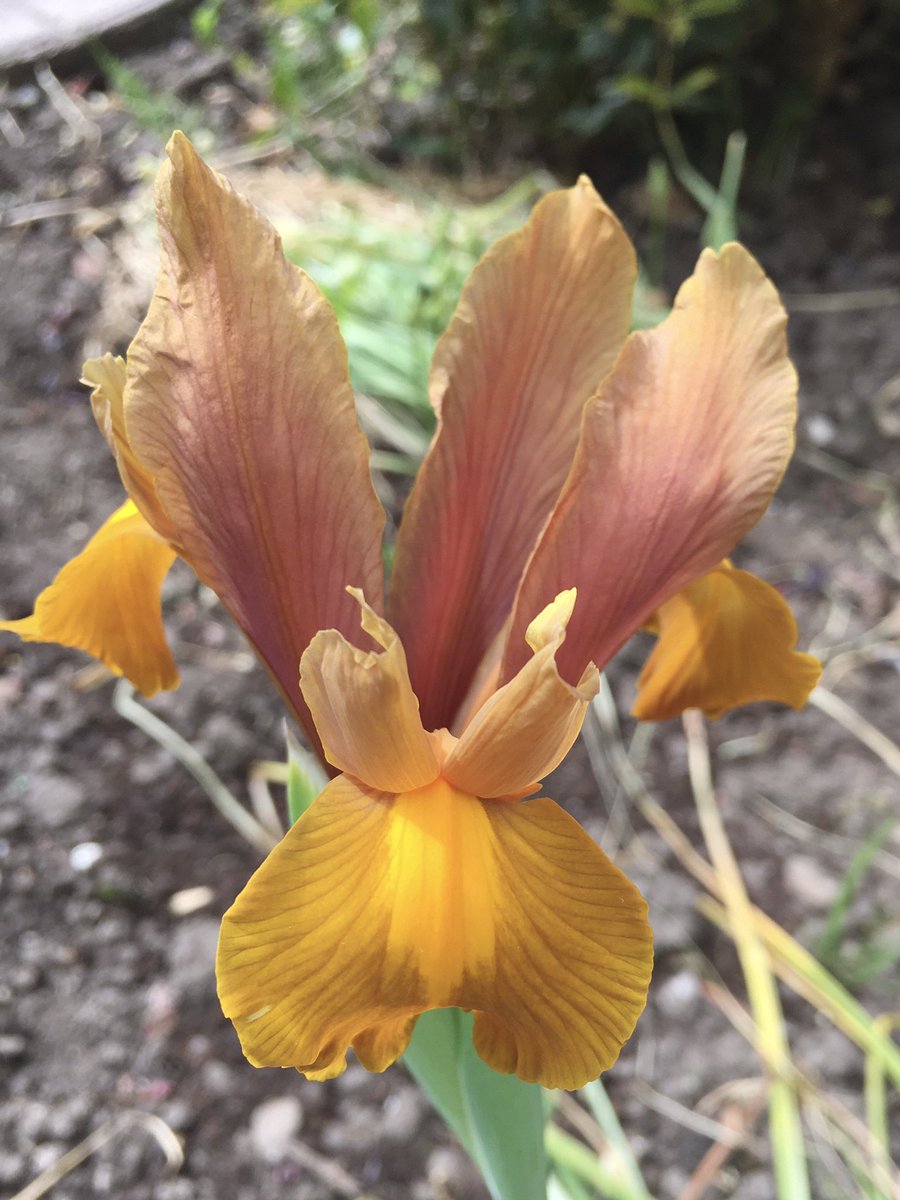 Autumn Princess enjoying her time in the sun