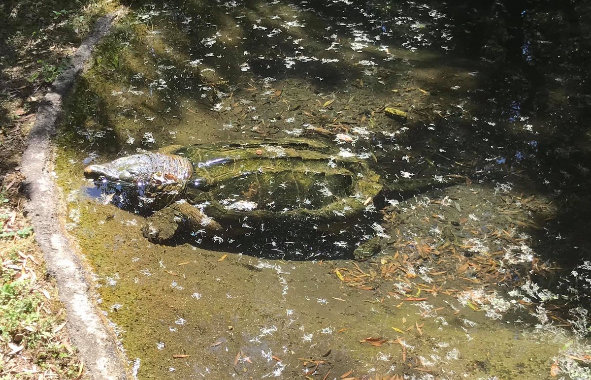 OT_Prunelli's tweet photo. 🐢🐢Venez à partir d'aujourd'hui découvrir ou redécouvrir les 150 espèces de tortues du Parc À Cupulatta! 🐢 https://t.co/NT8fVe3bkv
T : 04 95 52 82 34 https://t.co/HXBg1KS87y