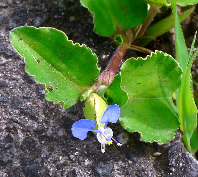 ホタルグサ Twitter Search Twitter