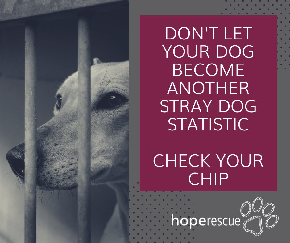HopeRescue's tweet image. It's #NationalMicrochippingMonth. @ 50% of the stray dogs that come through our doors are not chipped even though it is law. Of those that are chipped, @ 50% have out-of-date details. Pls #CheckYourChip &amp;amp; help us reunite your pet if it goes missing. #straydog #RCT