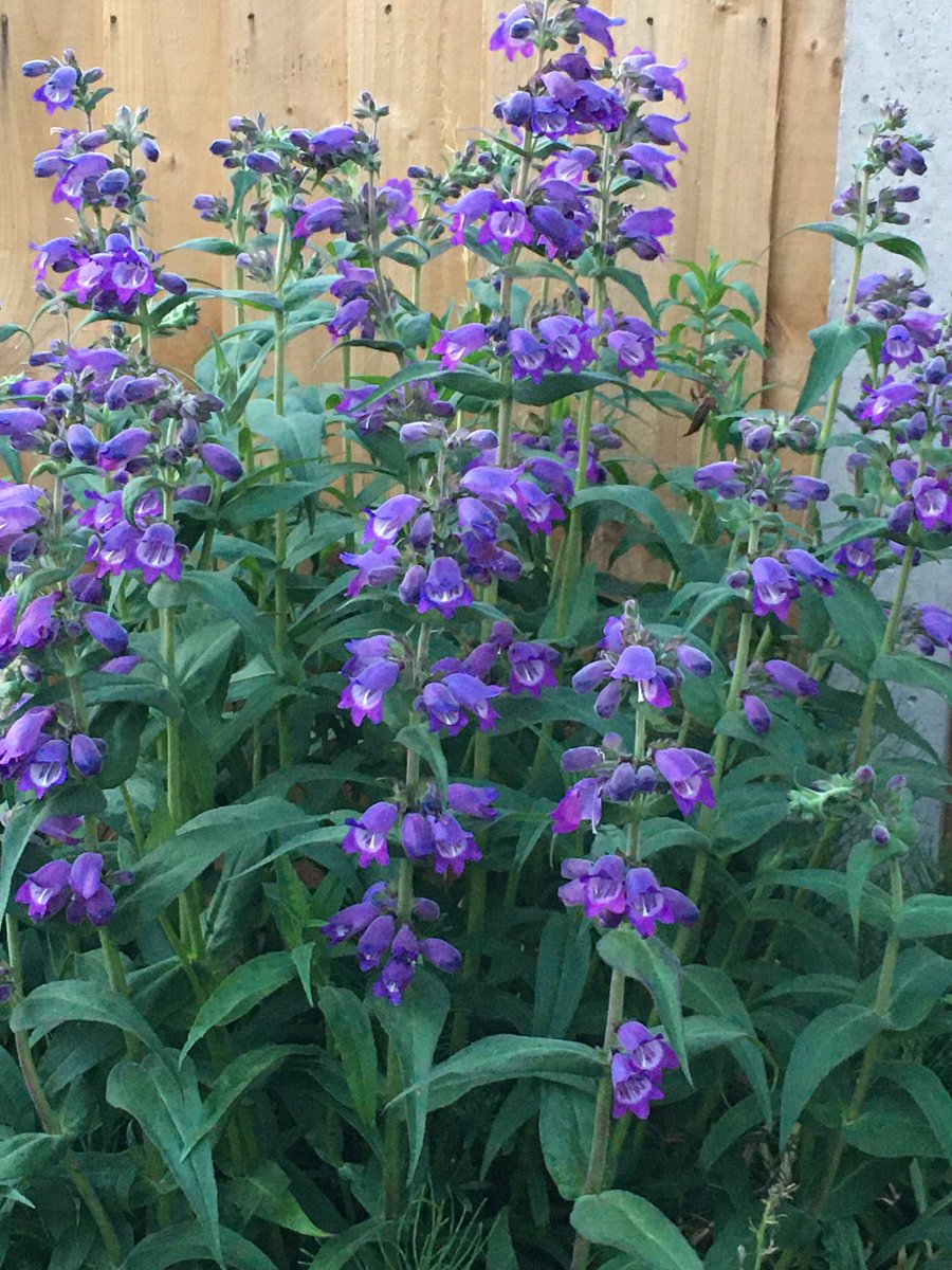 The bees are having a fabulous time visiting the Penstemon