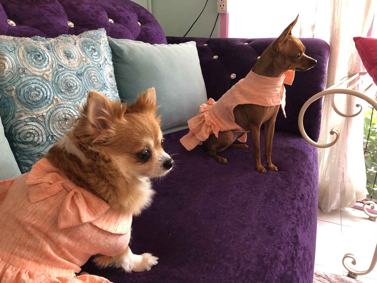 オーダーメイドペット服sakura In Bangkok ポメチワのサクラちゃんとミニチュアピンシャーのダリアちゃん お揃いの生地で作ったオーダーメイド服です この微妙な距離は何 オーダーメイドペット服sakura In Bangkok ポメチワのサクラちゃんとミニチュアピンシャーのダリアちゃん お揃いの生地で作ったオーダーメイド服です この微妙な距離は何