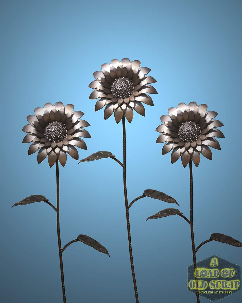 ALoadOfOldScrap's tweet image. Sun flowers beautiful but did you know that after the Fukushima disaster in japan 8 million sunflowers were planted because they help to rid the earth of toxins and radiation, they are now seen as a symbol of hope in Japan
I think the world could do with a bit of #hope right now.