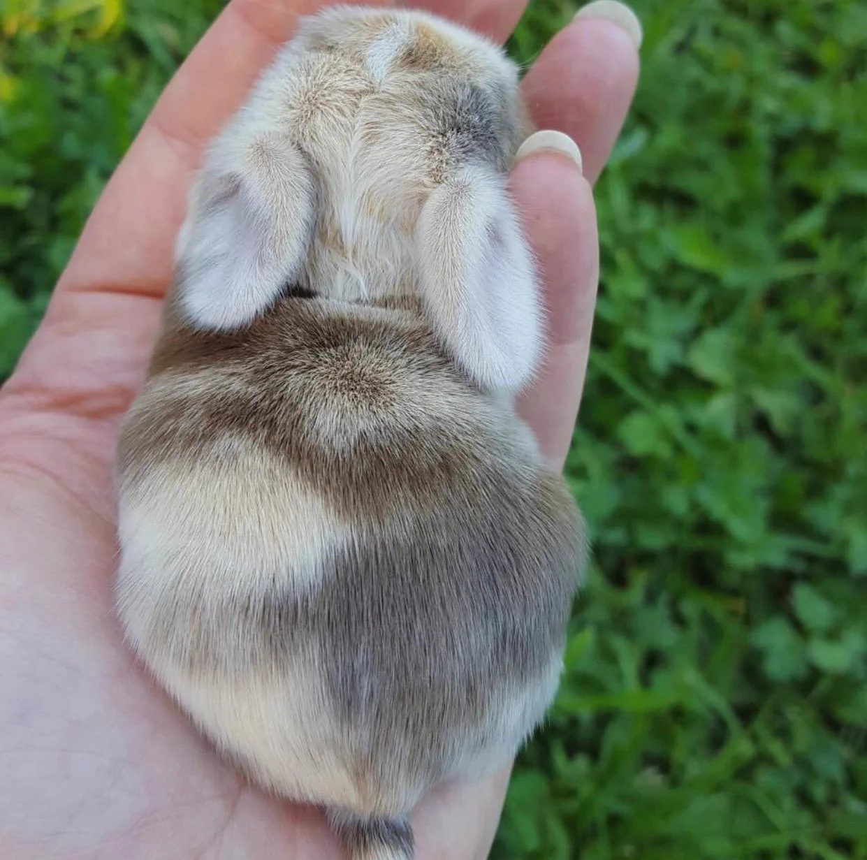 小さくて可愛すぎ！！手のひらサイズのうさぎさんｗｗ