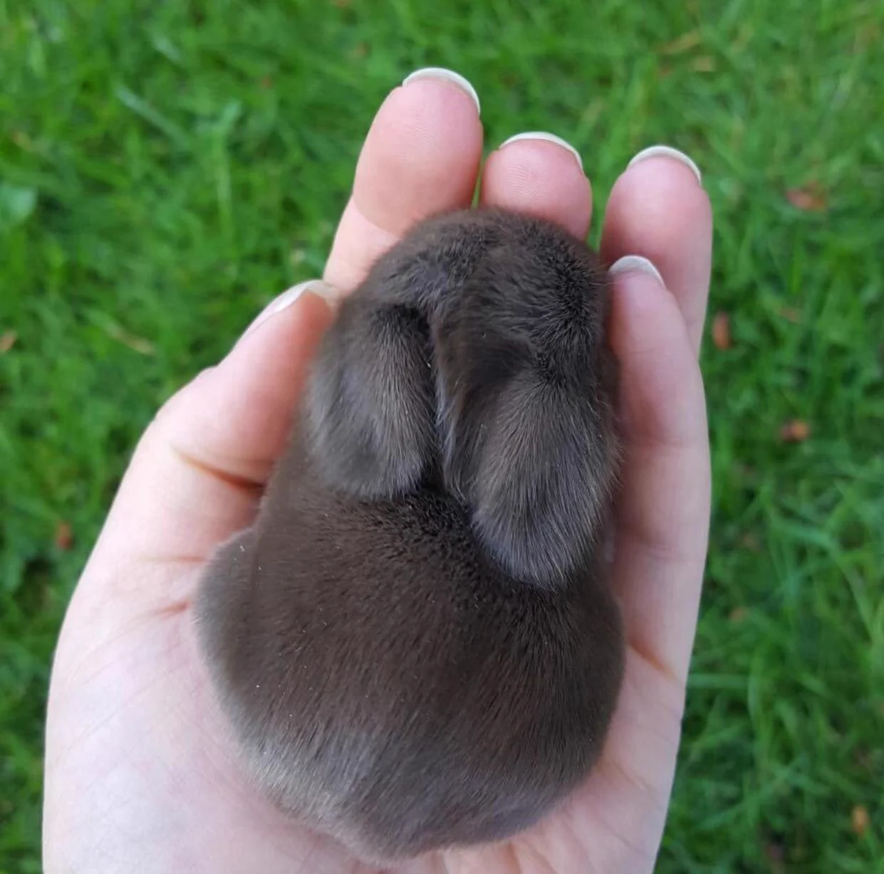 小さくて可愛すぎ！！手のひらサイズのうさぎさんｗｗ