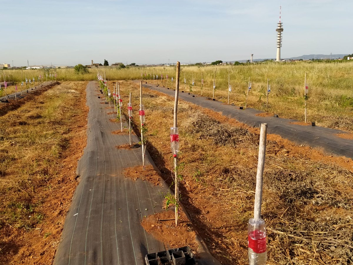 ecologicval's tweet photo. Plantación de Granado Ecológico
#BIO #Organic #Eco
#LlauradorsDeSomnis
#HortaEsFutur https://t.co/xkdV7pBnxt