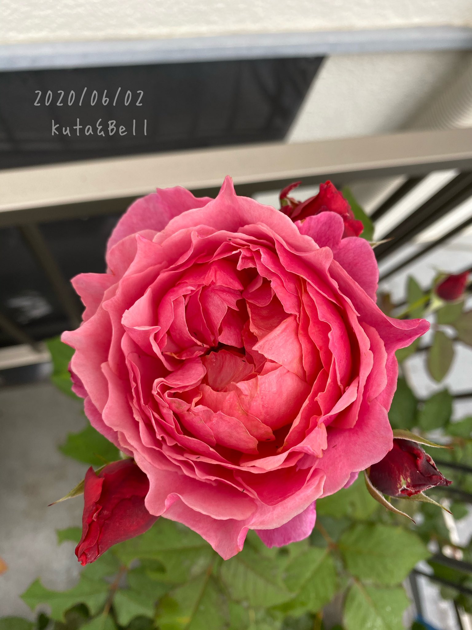 ギヨー Twitter Search Twitter