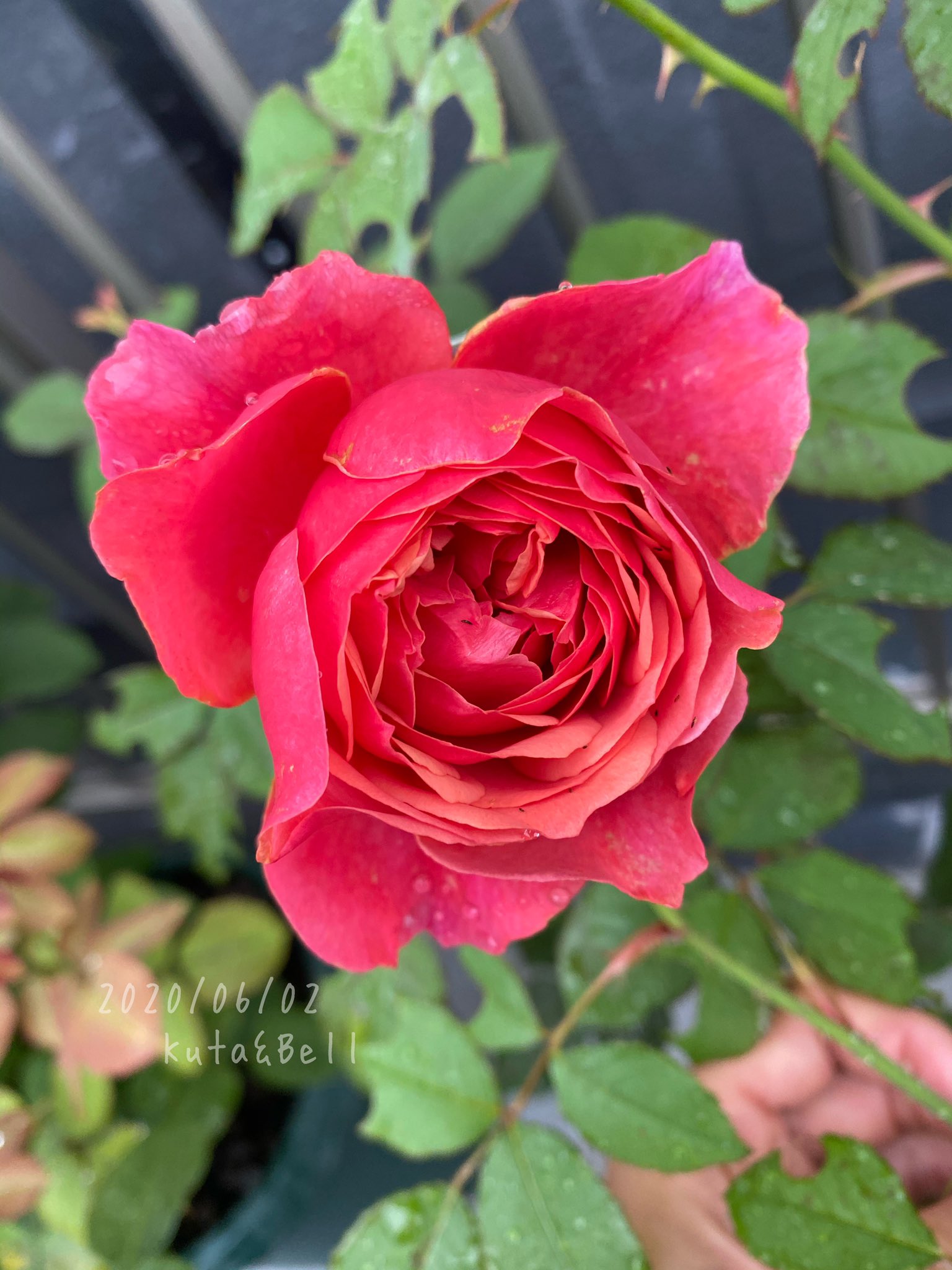 ギヨー Twitter Search Twitter