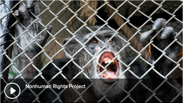 visions_app's tweet photo. As we continue to delve into the archives in our cross pollination series we select two more pressing issues that we feel need to be critically looked at. 

Non-Human Rights — https://t.co/yKi5DdIq6y
The Crisis of Civilization — https://t.co/5xDLOY1sED https://t.co/fyF7gnhbZ3