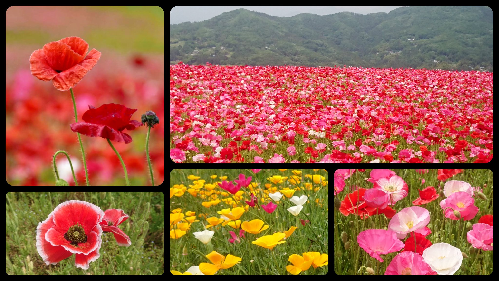 Orichan 皆野町 天空のポピーでは シャーレーポピーの赤い絨毯 長瀞駅のそばにある花の里では カリフォルニアポピーの黄色い絨毯 どちらもキレイでした ポピー シャーレーポピー 天空のポピー 皆野町 カリフォルニアポピー 花の里 長瀞 過去写真