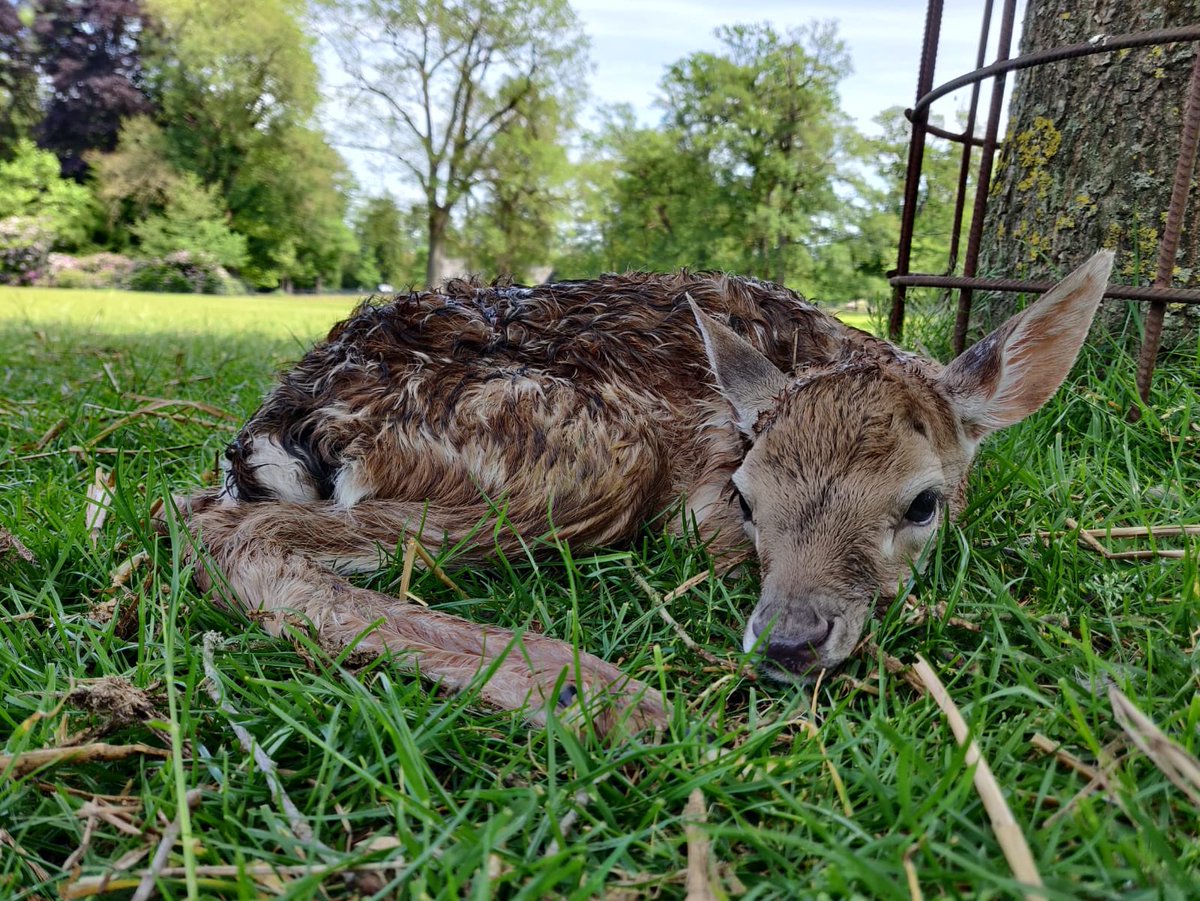 kasteeltwickel's tweet photo. Vanaf woensdag 3 juni tuin én oranjerie open! Veel jong leven in het park. En een superruim terras buiten én binnen voor een kop koffie of thee. Welkom! https://t.co/6Gl1VsC5r3