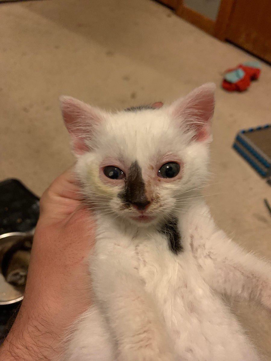 MeowMoeDotCom's tweet photo. #Update: Both #Eyes are #Open again and aren’t #Crusting over :) the #Eye #Drops just #Simply #Stain the #Fur s ...
 
#Cats #Cat #Kittens #Kitten #Kitty #Pets #Pet #Meow #Moe #CuteCats #CuteCat #CuteKittens #CuteKitten #MeowMoe #Arent #Isnt
 
https://t.co/K9IOomfsb0 https://t.co/ykIh98RmYl