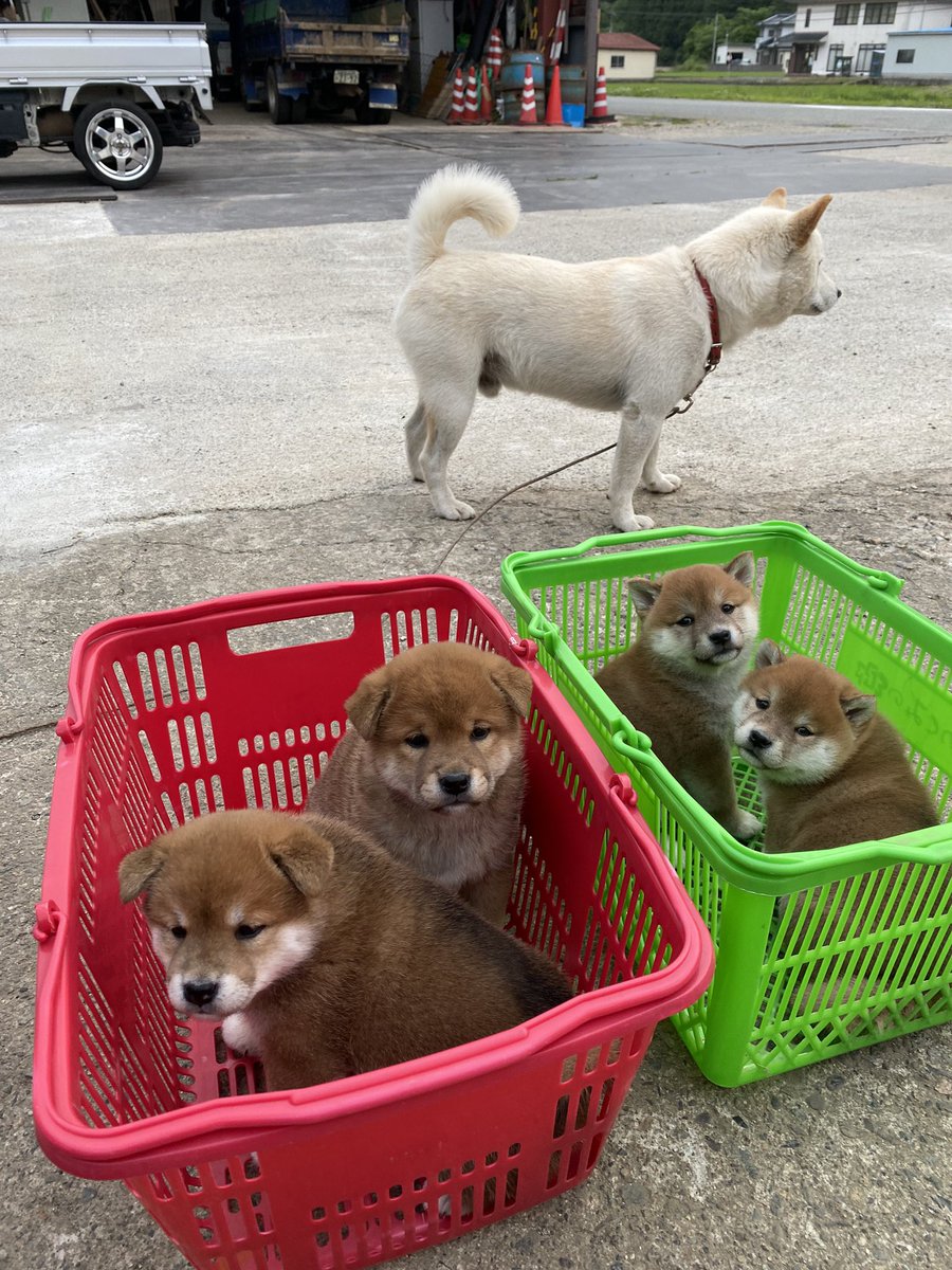 柴犬みかんと白柴q太郎と佐藤さん 縦動画 みかん園が可愛すぎる 朝 昼 夜のみかん園 何しても可愛いしかない よければ チャンネル登録で柴犬親子の応援よろしくお願いします T Co Jnlxc9ctdh 柴犬みかんと白柴q太郎と佐藤さん 縦動画 みかん園が可愛すぎる 朝 昼 夜のみかん園 何しても可愛いしかない よければ チャンネル登録で柴犬親子の応援よろしくお願いします T Co Jnlxc9ctdh
