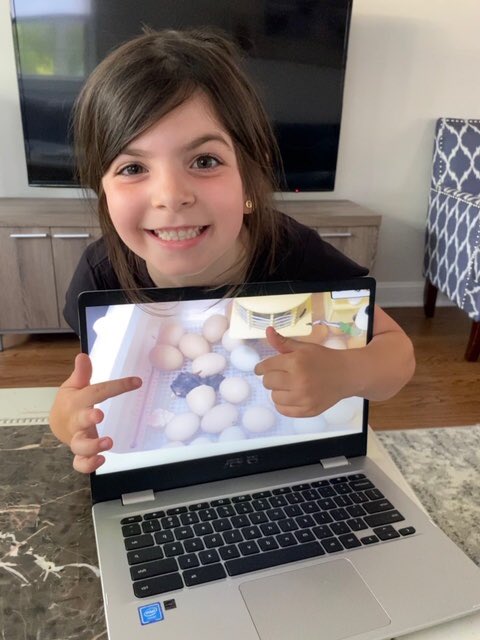 Dorian Gemellaro (@doctorgemellaro) on Twitter photo Itโs hatch time <a href="/LivSchools/">Livingston Schools</a>! Kindergarten student Harlow <a href="/Ms_Moskowitz/">Lara Moskowitz</a> <a href="/BurnetHillElem/">Burnet Hill School</a> witnessed the first chick hatch live last night! Eggciting news: the rest should hatch today or tomorrow!! Itโs hatch time <a href="/LivSchools/">Livingston Schools</a>! Kindergarten student Harlow <a href="/Ms_Moskowitz/">Lara Moskowitz</a> <a href="/BurnetHillElem/">Burnet Hill School</a> witnessed the first chick hatch live last night! Eggciting news: the rest should hatch today or tomorrow!!