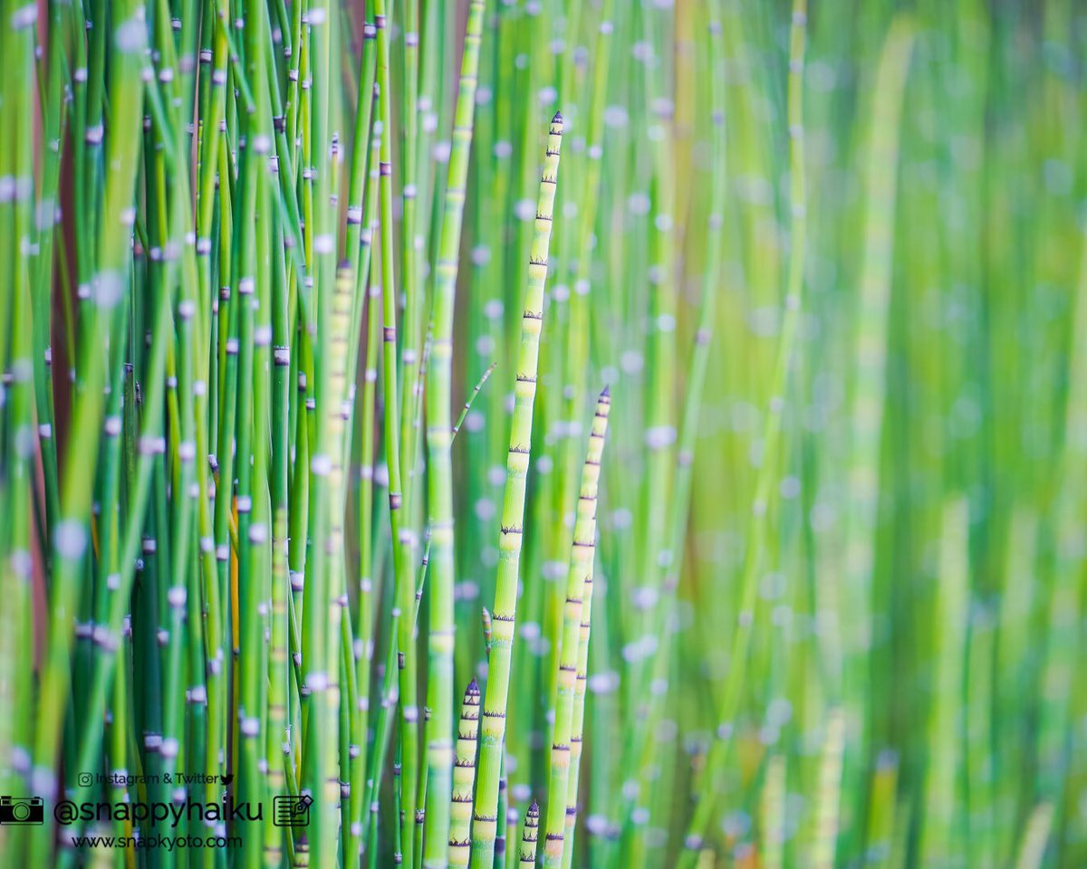 snappyhaiku's tweet image. One June evening 
I heard Zeno’s paradox 
This infinite breeze

#haiku #zenosparadox #eveningbreeze #itsjune