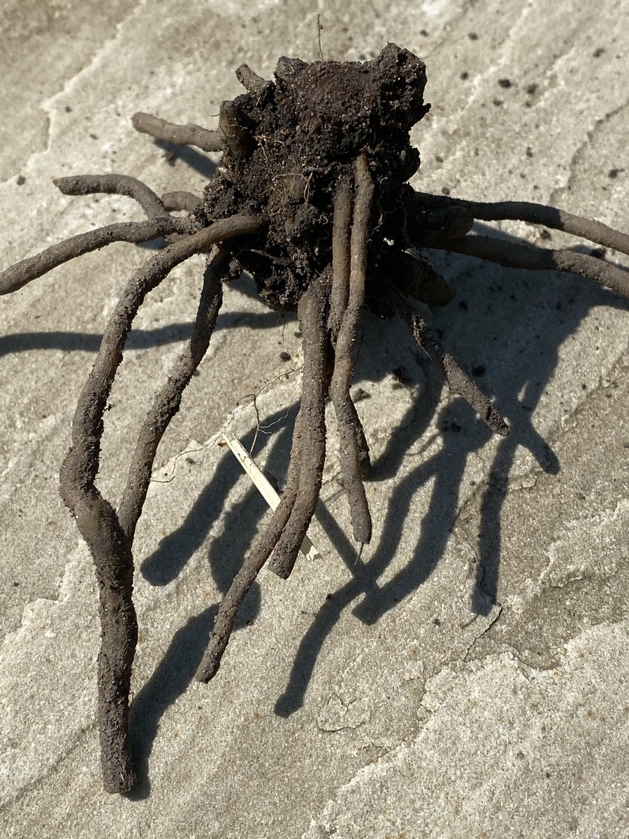 Gardening at lunchtime isn’t too relaxing when you dig up something like this and it appears to move! 🕷 😱