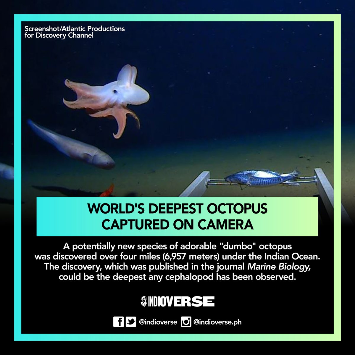 indioverse's tweet photo. World's deepest "dumbo" octopus captured on camera
https://t.co/SX2IqAG0GX https://t.co/HRLYe3cK4j