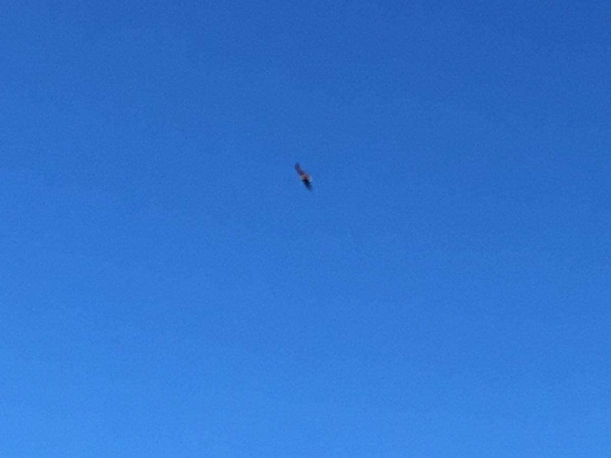 Just some of the wildlife I saw whilst out checking the livestock in the glorious sunshine this morning. The rabbit was sat where there should be a stream and the pond water not very deep anymore #farmwildlife