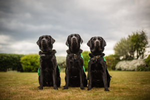At the start of a very different Dementia Awareness Week we have been trialling virtual therapy sessions to help people connect. Carla &amp; Billy share about virtual dog walks, open to anyone living with dementia &amp; their carers in Scotland <a href="/DogsForGoodUK/">Dogs for Good</a>
facebook.com/dementiadogpro…
