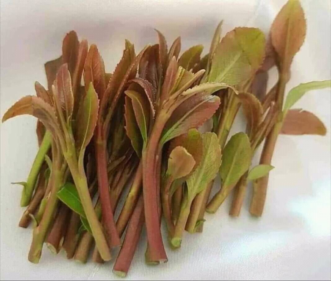 أووووووووووووف امانه طمش وريحهم وينكم