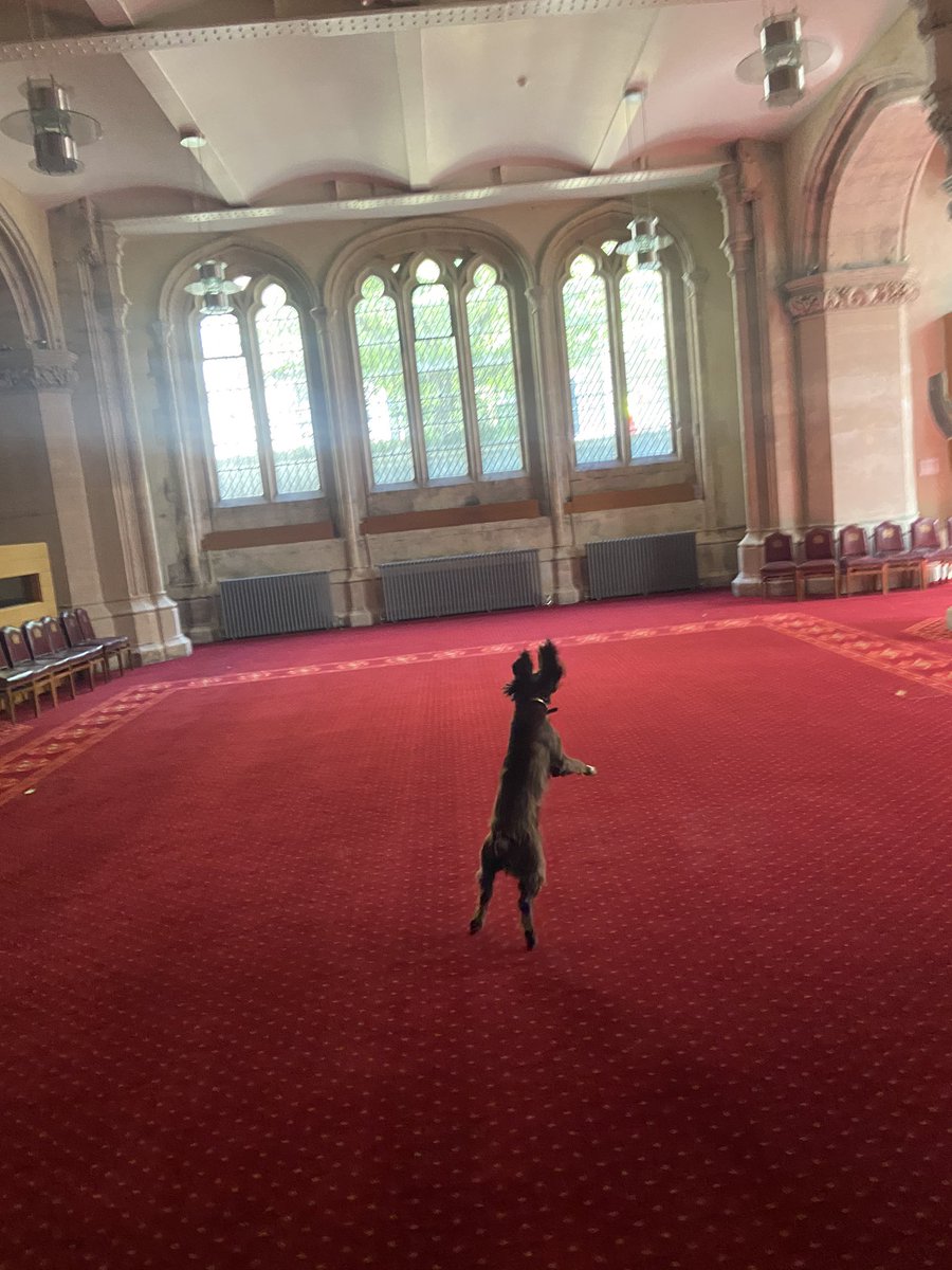 CityPoliceDogs's tweet photo. PD Jerry enjoying his training a bit too much! #PDJerry @CityPoliceCops https://t.co/LNllJAjleY
