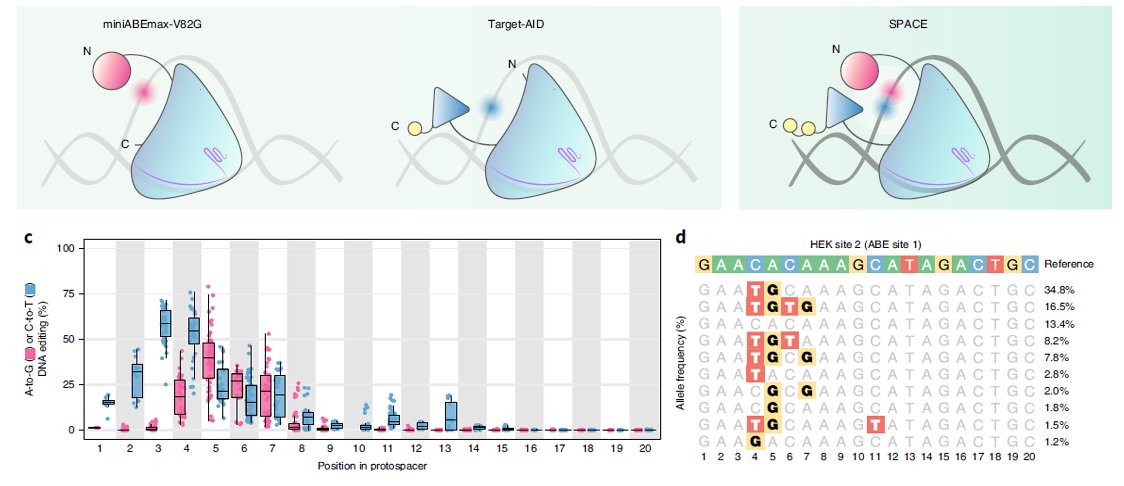 Kutub_joy's tweet photo. Great work by @JulesGrunewald et al. Developed #DualBaseEditor. Fused #TadA*+nCas9+#TargetAID (read N to C). Seems_optimum activity_window is 2-7 (#CtoT) and 4-7 (#AtoG). wld facilitate #RandomMutagensis, #CodonChanges, #MultiNucleotideVariants alteration
https://t.co/Ti6JH5WSB5 https://t.co/dYlNfcBWjs