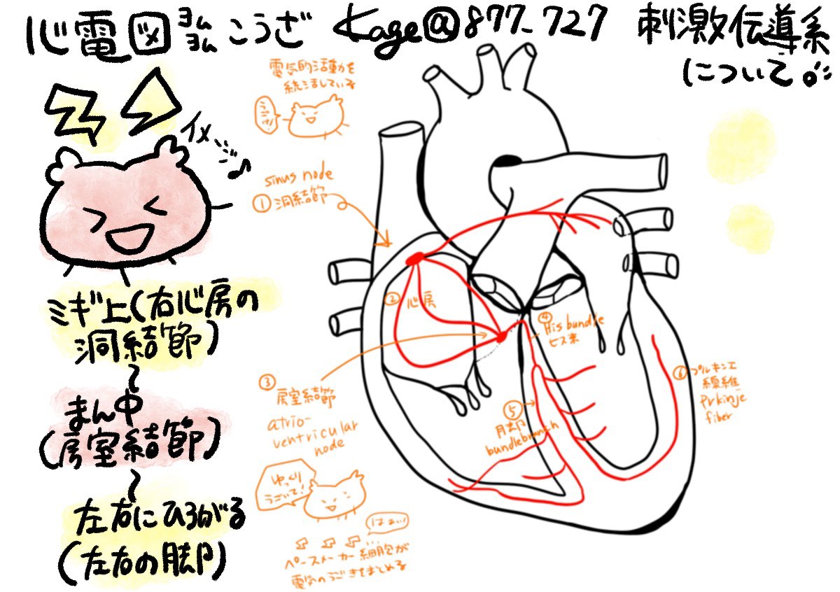 心電図ヨムヨム講座③】刺激伝導系をおぼえよう！ まずは大まかに右上