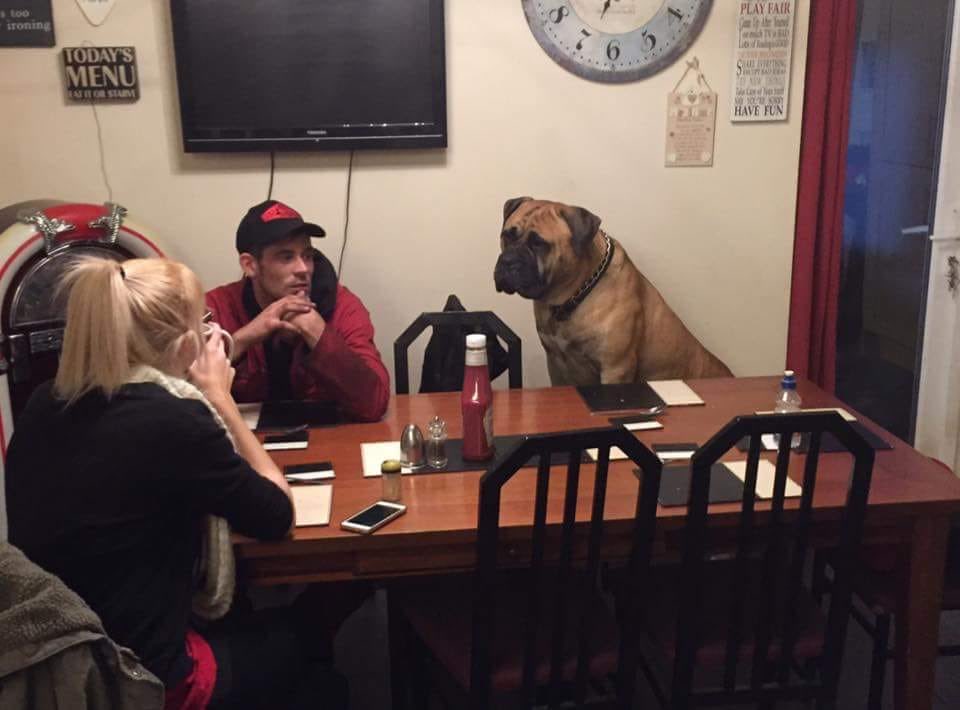 sandramay7's tweet photo. @whatkatepdoes @notbovvered Our largest dogs we’ve had https://t.co/JD0fWmSdDc