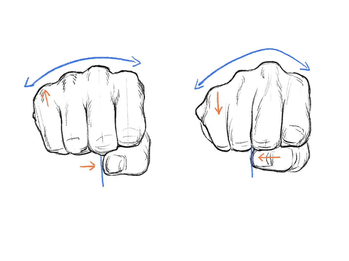 「軽く握った手(左)と強く握った手(右)。拳を強く握ると、小指と親指がやや近づく(」|伊豆の美術解剖学者のイラスト