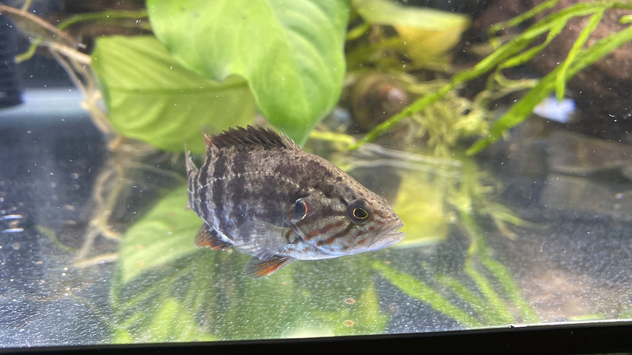 師岡龍也 地域活性化クリエイター オヤニラミ水槽 ずっとみてられる ガサガサって色んな魚とれる オヤニラミ ガサガサ アクアリウム 水槽 東京 東京田舎チャンネル T Co G4q9vhjgis Twitter