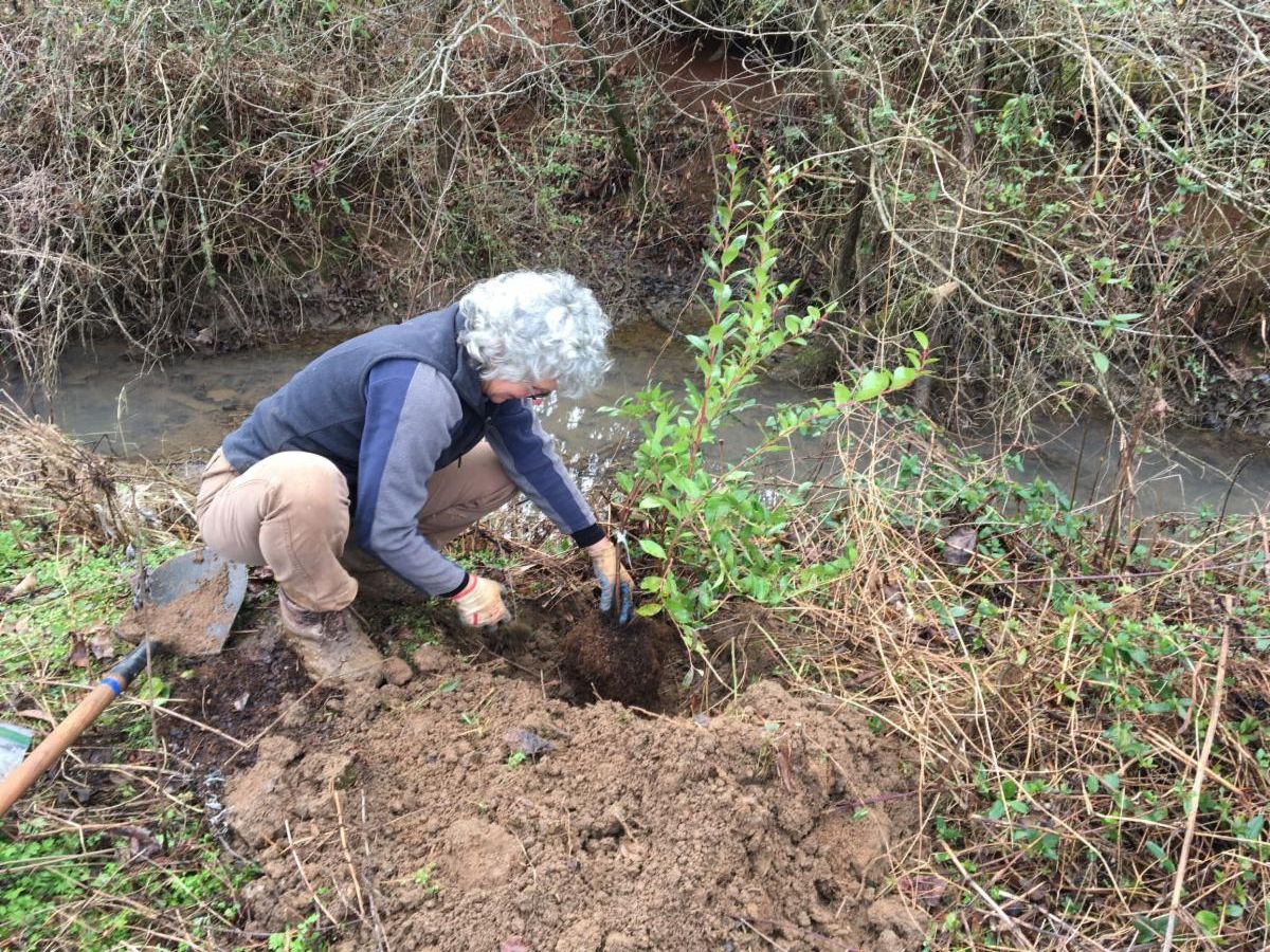 How can trees help flooding during heavy rainfall? conta.cc/2XNsSj3