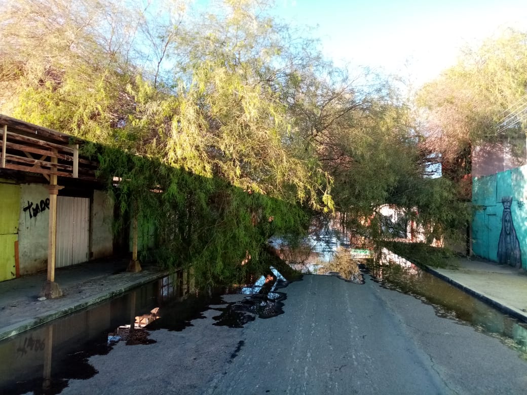 LA TIRANA: Unidades de bomberos trabajan en caída de árbol, sector 16 Julio/Ramírez.
Emergencia provocó cortes de luz cable de alta tensión y rotura de matriz de agua potable #Iquique 
📷Bomberos La Tirana