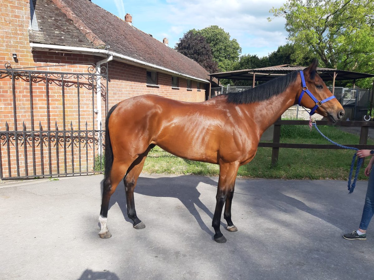 EquineZeolite's tweet photo. There are many products on the market but we will not be beaten on
 
*Quality and purity of ingredient 
*Range of support
*Value 
Contact us now for more info
DM or email equinezeo@gmail.com
Daily support for a healthier horse https://t.co/viS8TE8Bzf