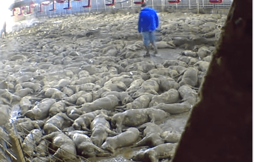IDAUSA's tweet photo. Please RT! @IAGovernor and @KimReynolds, this is the aftermath of a ventilation shutdown at @IowaSelect farms which roasted pigs alive as they screamed for hours in agony. The world is watching. Is this really something that you support? https://t.co/JhGv3RW8Wh