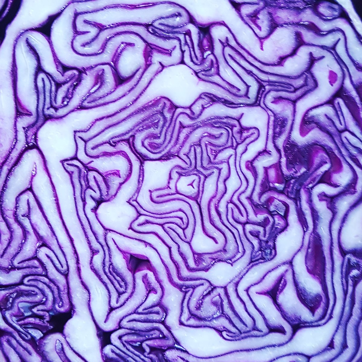 Today I've found beauty in my red cabbage. They're like brain flowers! Send me some photos of what you've found beauty in 😀