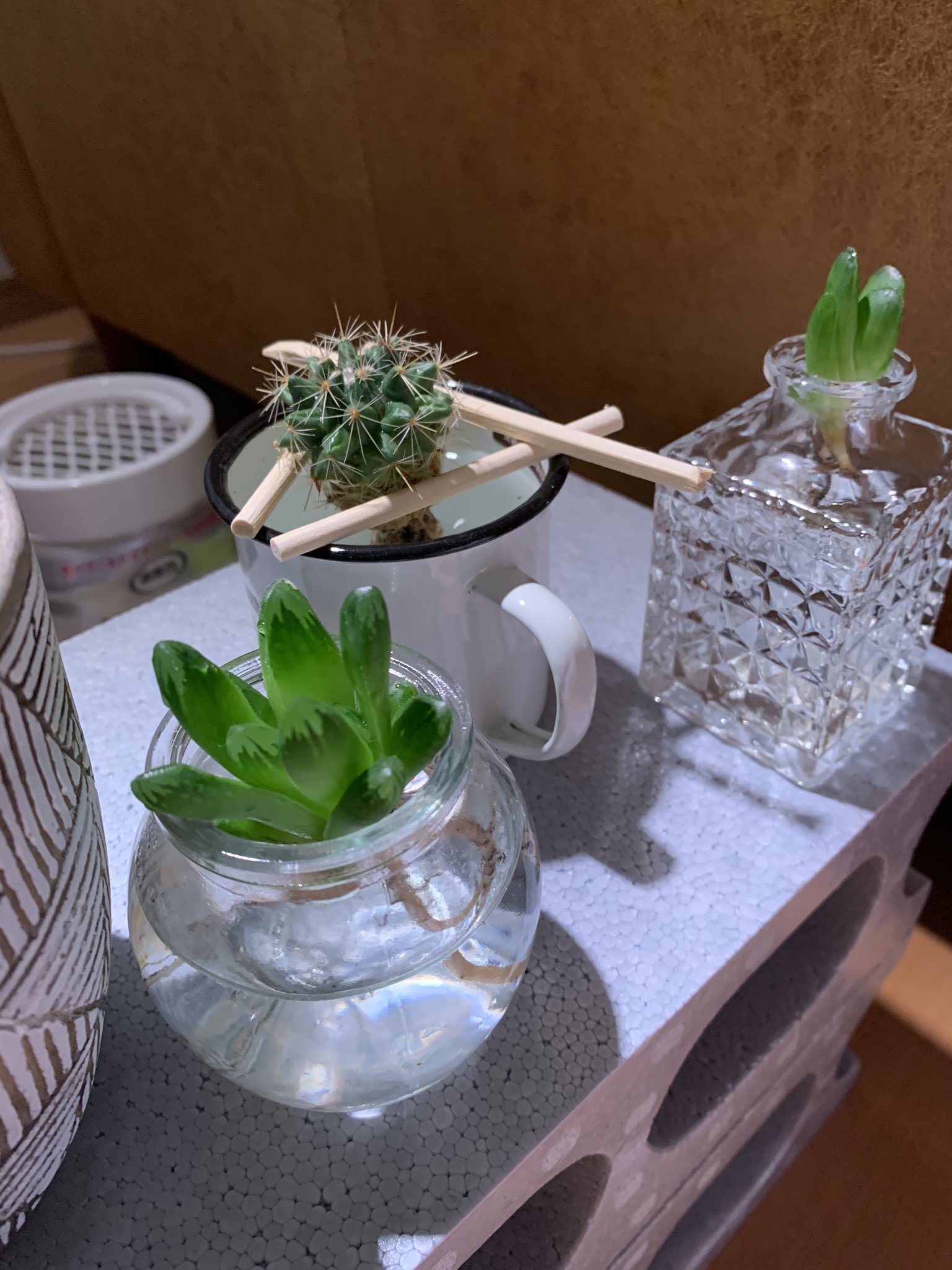 エミール こちら水耕栽培組 水耕栽培に切り替えて1ヶ月元気な状態をキープ 水の入れ替えだけ気をつければ良いから凄い楽 水耕栽培 ハオルチア 多肉植物 T Co Gqrfspxd8a Twitter