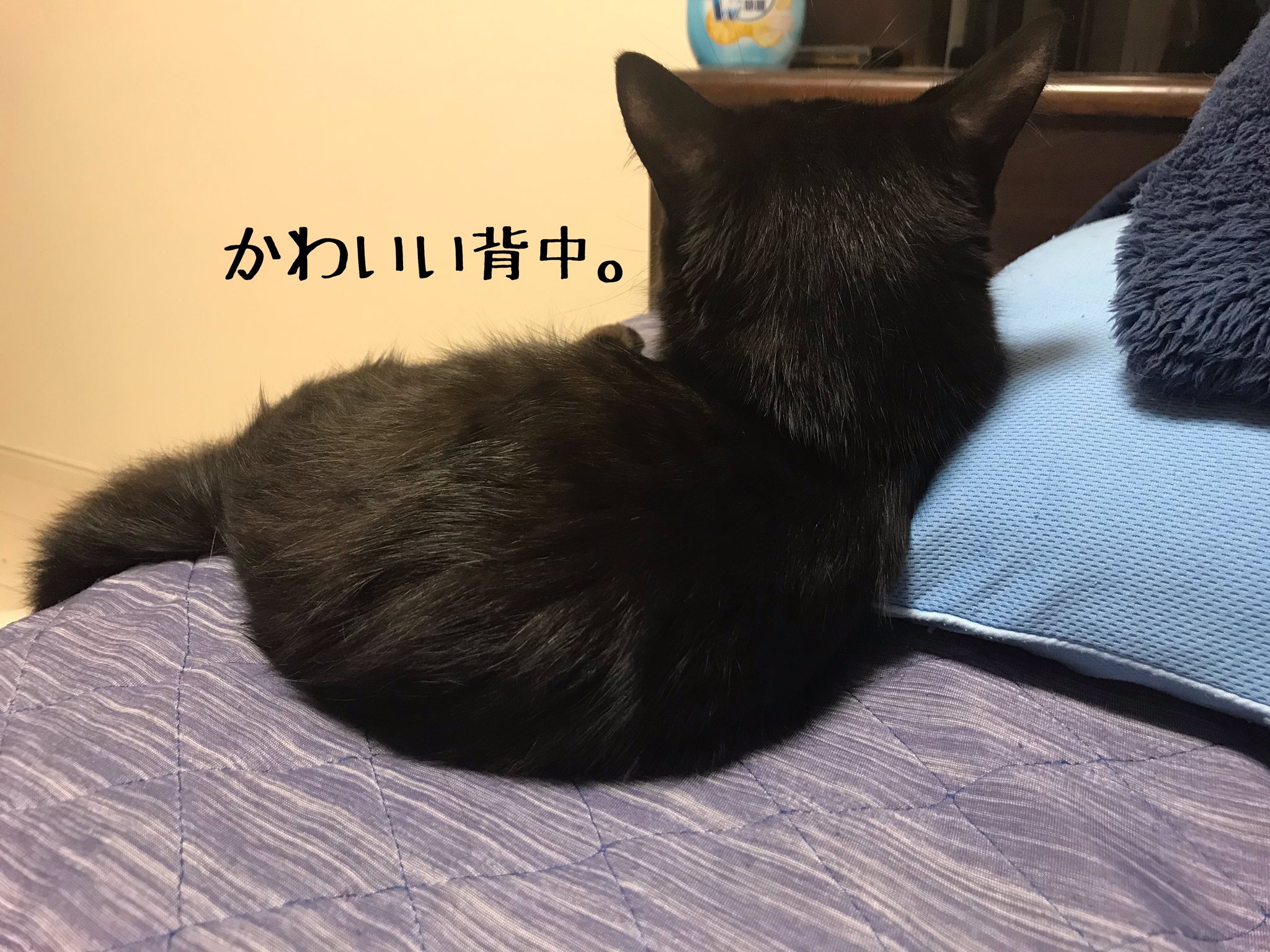 バジルシードわたる V Twitter かわいい背中 ねこ ネコ 猫 Cat ひじき もずく 黒猫 Kitty Catstagram Catstagram Japan Petstagram Instacat Meow Catoftheday Ilovemycat Blackcat T Co Etvin73f4z バジルシードわたる V Twitter かわいい背中 ねこ ネコ 猫 Cat ひじき もずく 黒猫 Kitty Catstagram Catstagram Japan Petstagram Instacat Meow Catoftheday Ilovemycat Blackcat T Co Etvin73f4z