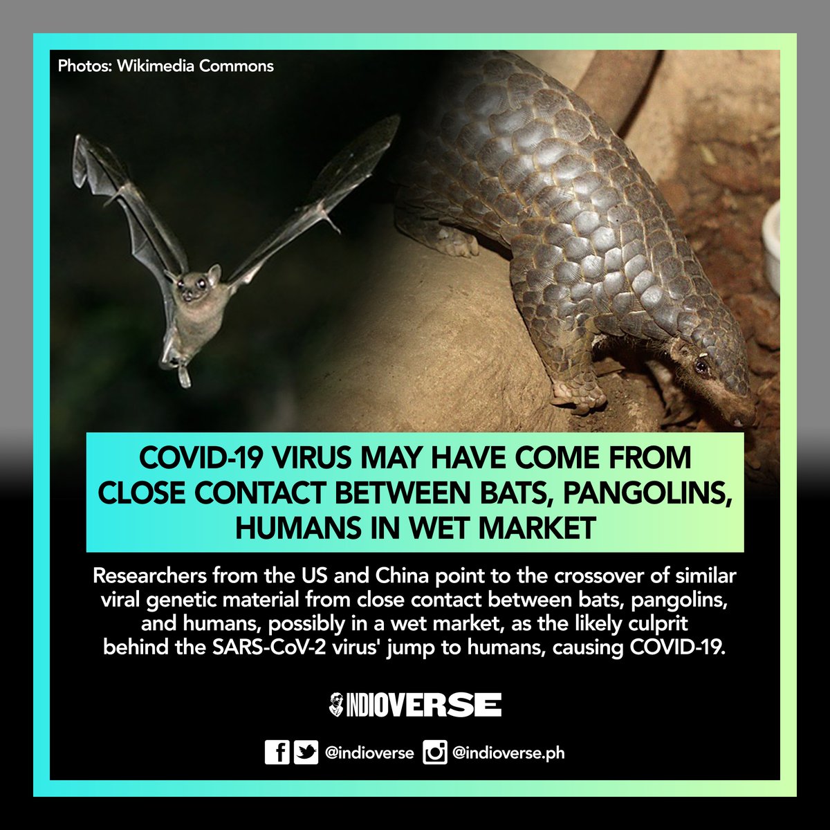indioverse's tweet photo. SARS-COV2 may have come from close contact between bats, pangolins and humans in Chinese wet market.
https://t.co/0ga1e3zHqC https://t.co/SFxL2UKZtM