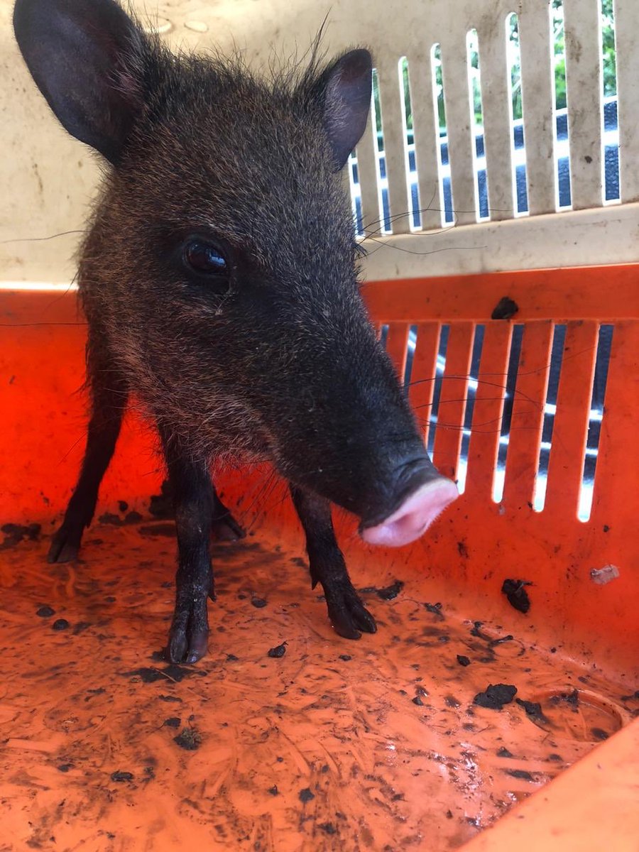 CORMACARENA's tweet photo. 😁 Este zaino fue entregado a la Secretaría Ambiental de #PuertoGaitán, luego de permanecer 8️⃣ días en una vivienda 🏡 donde era tenido como mascota 🤚🏻🚫. 

#Ahora se encuentra en el @BiopOcarros 👩🏻‍⚕️🍃 donde lo atenderán para luego regresarlo a su hábitat natural 🌳🍃. https://t.co/rhPRLze9yW