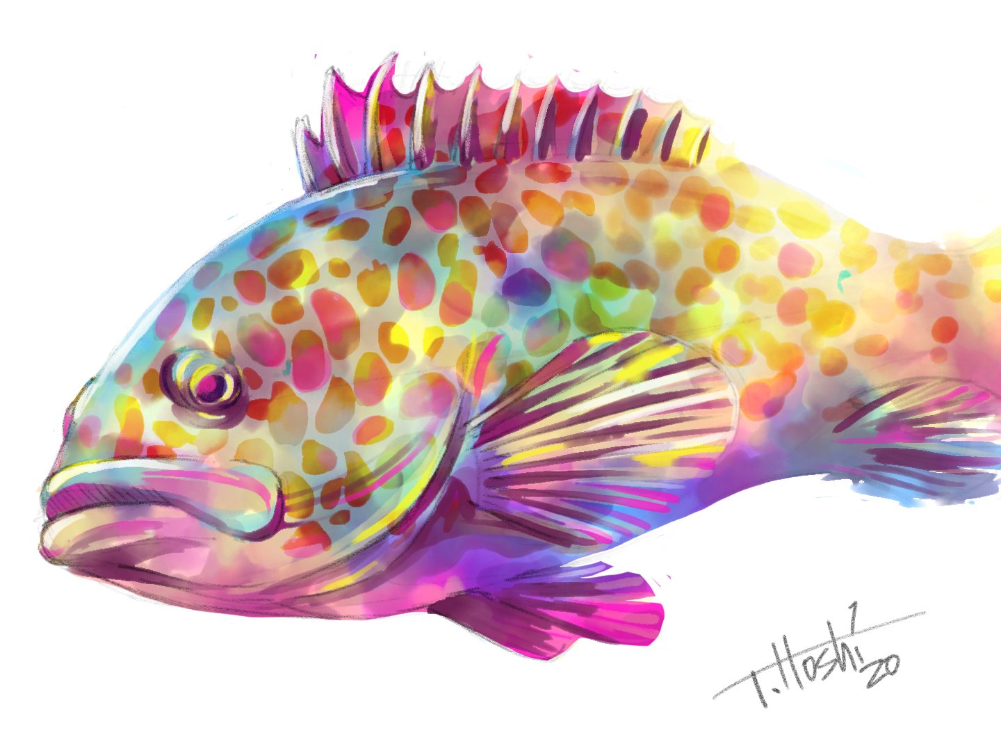 鯛之助tainosuke 魚イラスト 料理イラスト 魚料理イラスト キジハタというお魚とそのお刺身のイラストを描いてみました もがいて描いてる作画風景はyoutubeでご覧ください T Co Pu115a03wq T Co 8uexfn31hj Twitter