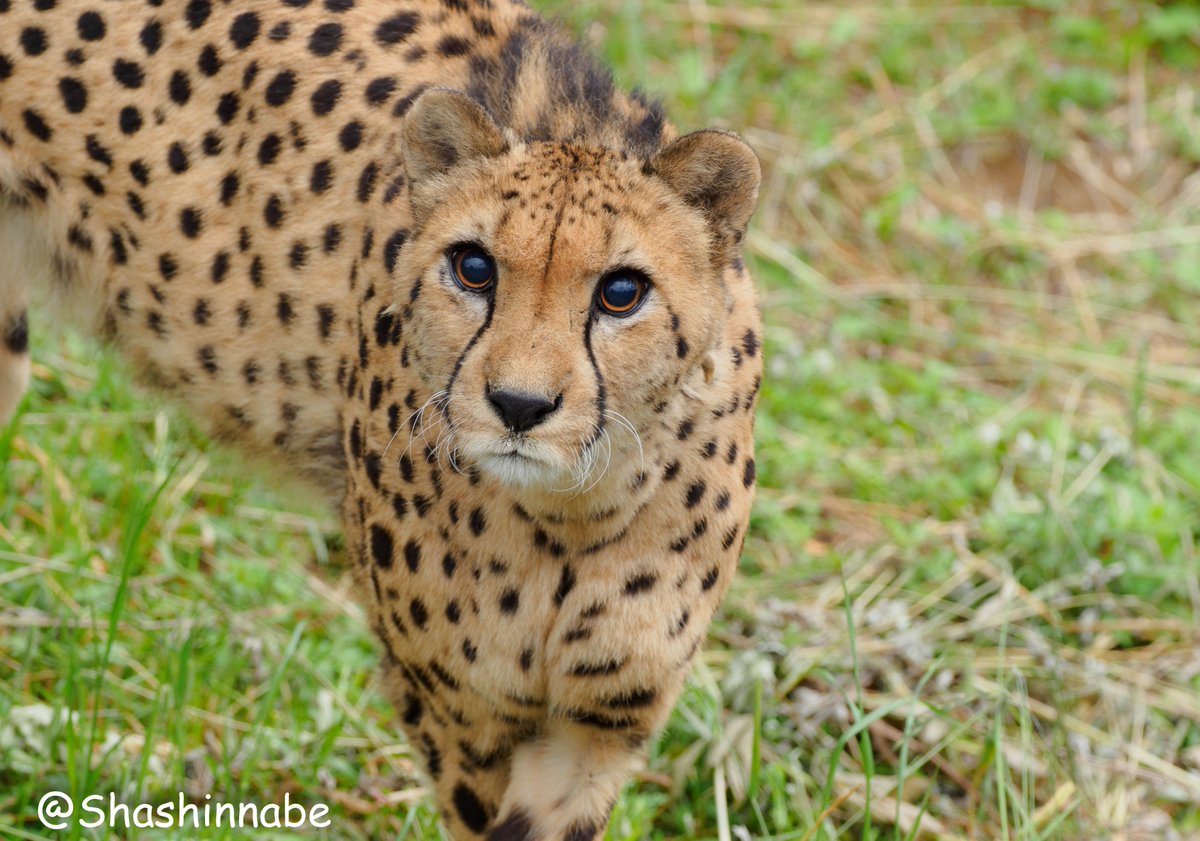 ট ইট র 写真なべべ はぁかわいい チーター Cheetah キリ 九十九島動植物園 森きらら 写真好きな人と繋がりたい 05 31