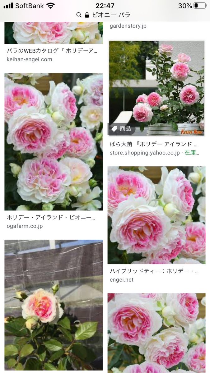 名路d科 ぼんど完クリ A Twitter ホリデー アイランド ピオニーっていうバラがあるけどどう これピオニーさんとローズさんとの関連 どう