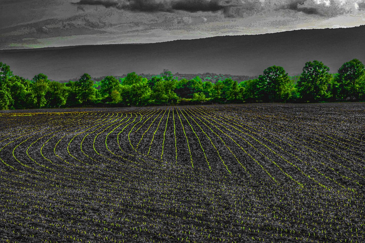 GreatPlains_Ag's tweet photo. Now, this is art! Check out the masterpiece by the new PL-5500 planter with electric drive. 

Thanks for sharing, Tyler R.!

#GreatPlainsAg #HarvestStartsHere #PL5500 #Planters https://t.co/oYcEZpzeTE