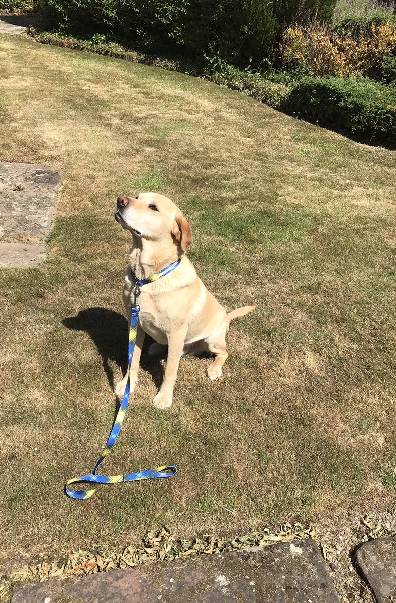 MobbsTrish's tweet photo. New collar and lead for Wicket @MNDoddie5 https://t.co/JkWlDD2F74