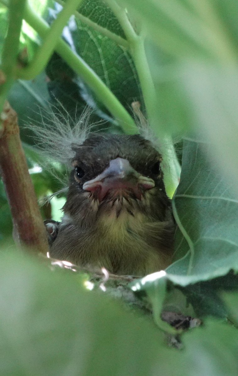 Voor iedereen die deze dag wel een #positievetweet kan gebruiken!

Hoe mooi is dit! Een moeder die voor haar jongen zorgt!

#vink #natuurmonenten